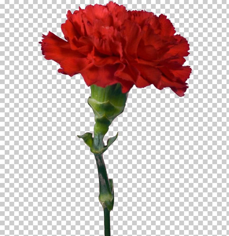 Garden Roses Carnation Cut Flowers PNG, Clipart, Advertising, Annual Plant, Carnation, China Rose, Cut Flowers Free PNG Download
