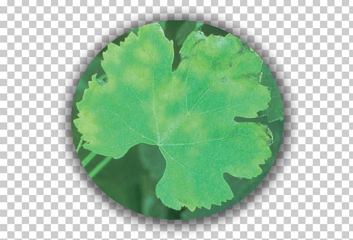 Plant Pathology Grape Leaves Green Leaf Plasmopara Viticola PNG, Clipart, Grape Leaves, Grapevines, Green, Leaf, Pathology Free PNG Download