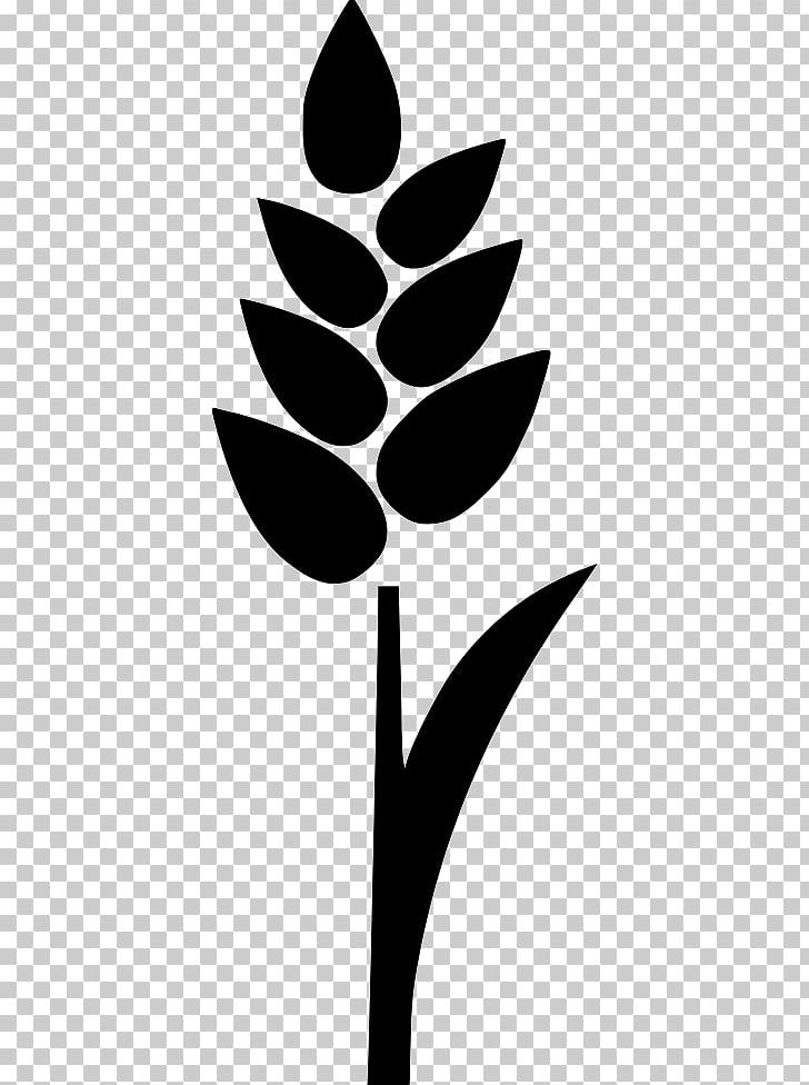 Rice Cereal Wheat PNG, Clipart, Black And White, Branch, Cereal, Computer Icons, Ear Free PNG Download