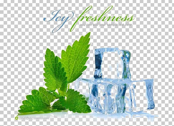 Peppermint Mentha Spicata Menthol Electronic Cigarette Aerosol And Liquid Flavor PNG, Clipart, Electronic Cigarette, English, Herb, Herbal, Herbalism Free PNG Download