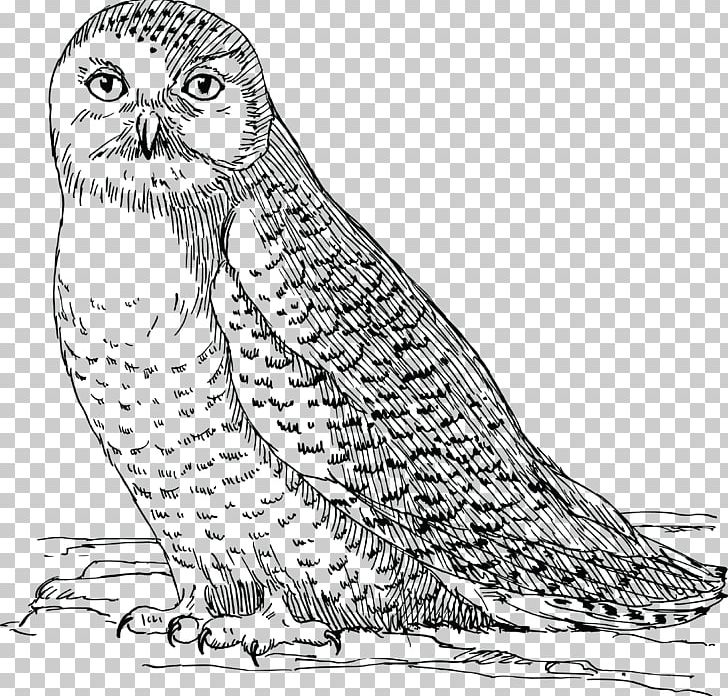 Snowy Owl Bird Great Horned Owl Drawing PNG, Clipart, Animal, Animals, Art, Artwork, Barn Owl Free PNG Download
