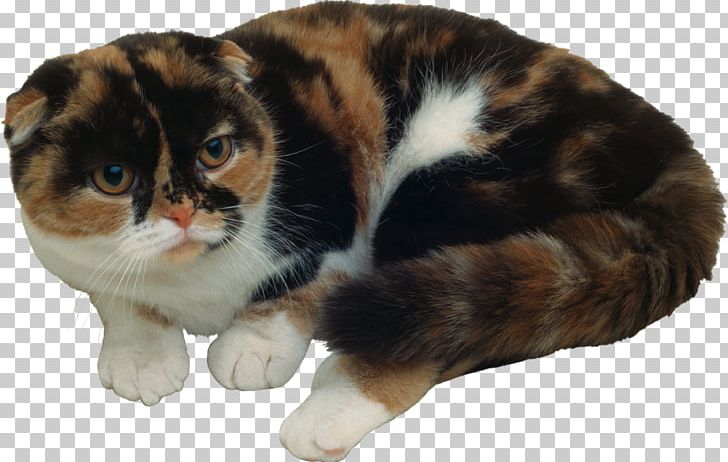 Whiskers Manx Cat American Wirehair European Shorthair Kitten PNG, Clipart, American Wirehair, Animals, Carnivoran, Cat Like Mammal, Domestic Shorthaired Cat Free PNG Download