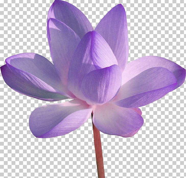 Desktop Editing PNG, Clipart, Animation, Aquatic Plant, Archive File, Creative Work, Crocus Free PNG Download
