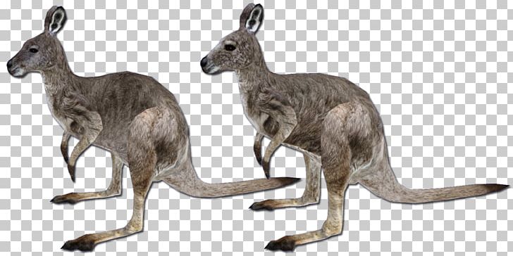 Red Kangaroo Zoo Tycoon 2 Macropodidae PNG, Clipart, Animal, Animal Figure, Animals, Antilopine Kangaroo, Asian Elephant Free PNG Download