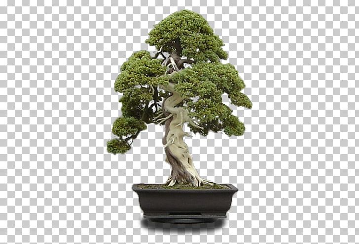 Tree Bonsai Garden Wood Hawthorn PNG, Clipart, Bonsai, Elf, Fairy, Flowerpot, Forest Free PNG Download
