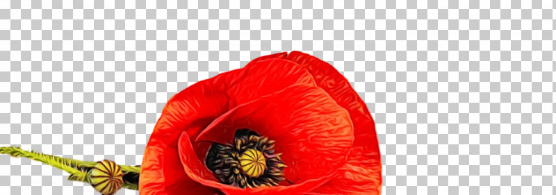Flower Petal Coquelicot 0jc The Poppy Family PNG, Clipart, Biology, Coquelicot, Flower, Paint, Petal Free PNG Download