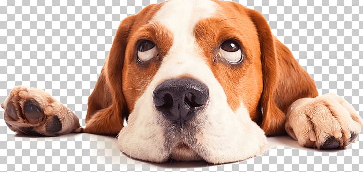 Beagle Puppy Labrador Retriever Pet House-Training PNG, Clipart, Animals, Companion Dog, Dog Breed, Dog Like Mammal, English Foxhound Free PNG Download