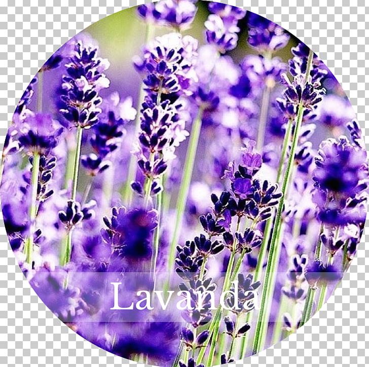 English Lavender French Lavender Perennial Plant Flower PNG, Clipart, Common Lilac, Cut Flowers, English Lavender, Flower, Food Drinks Free PNG Download