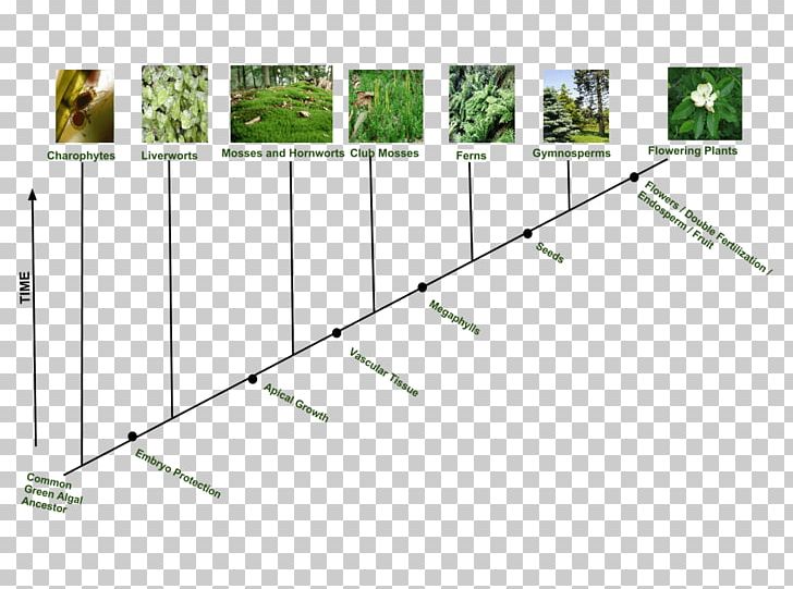 Evolutionary History Of Plants Green Algae Flowering Plant PNG, Clipart, Algae, Algea, Angle, Area, Biology Free PNG Download