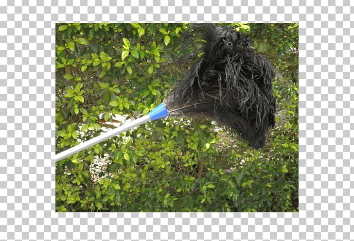 Feather Duster Common Ostrich Cleaning Lambswool PNG, Clipart, Car Wash, Cleaning, Common Ostrich, Dust, Feather Free PNG Download