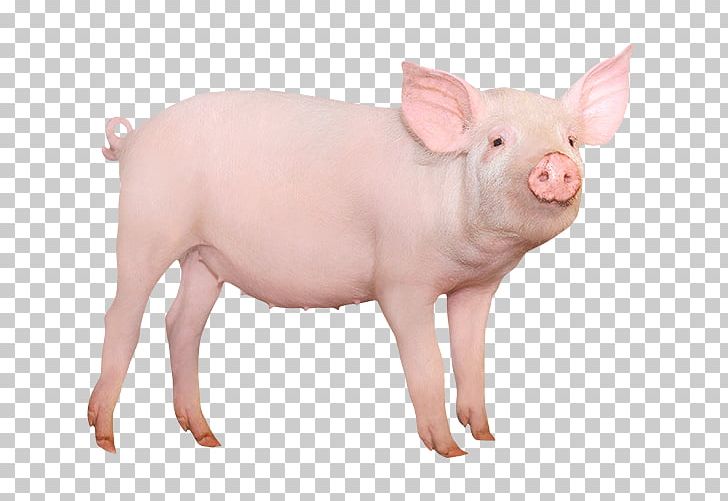 Large White Pig Miniature Pig Stock Photography Desktop PNG, Clipart, Breed, Depositphotos, Desktop Wallpaper, Domestic Pig, Domuz Free PNG Download