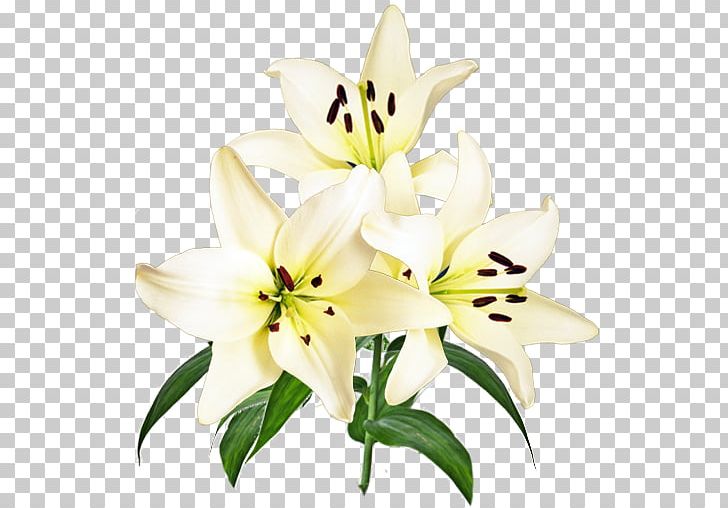 Cut Flowers Flower Bouquet Petal Lily M PNG, Clipart, Cut Flowers, Flower, Flower Bouquet, Flowering Plant, Lilium Free PNG Download