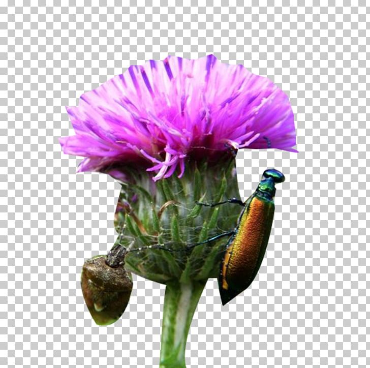 Milk Thistle Insect Plant Milk PNG, Clipart, Bug, Daisy Family, Flowe, Flower, Flowerpot Free PNG Download