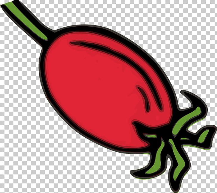 Rose Hip PNG, Clipart, Artwork, Ball And Socket Joint, Food, Fruit, Herb Free PNG Download