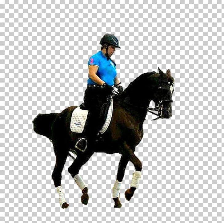 Dressage Horse Stallion Hunt Seat Rein PNG, Clipart, Animals, Animal Training, Bit, Bridle, Dressage Free PNG Download