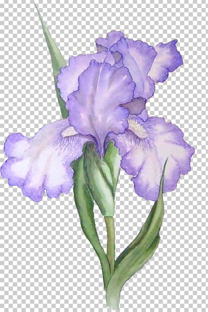 Iris Versicolor Iris Flower Data Set Iris Lacustris PNG, Clipart, Cattleya, Color, Drawing, Flower, Flowering Plant Free PNG Download