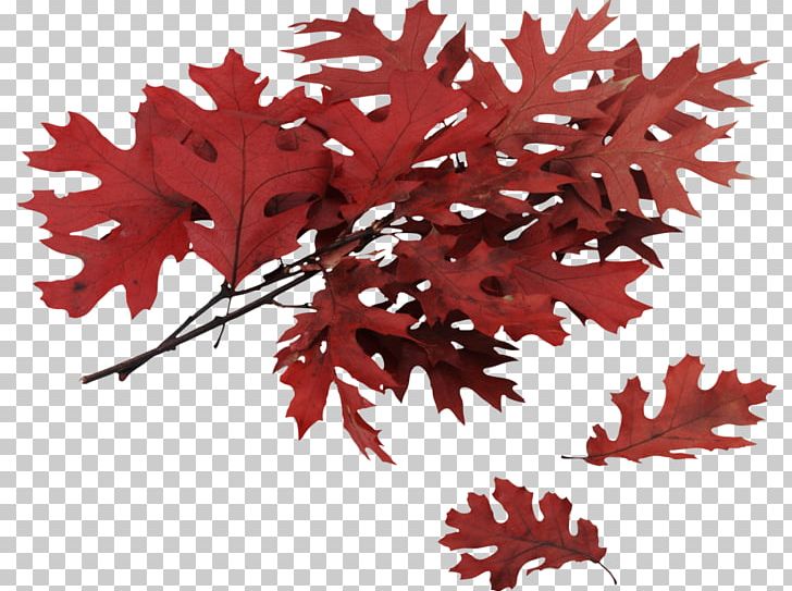 Northern Red Oak Leaf Tree PNG, Clipart, Autumn, Autumn Leaf Color, Branch, Computer Icons, Eastern Redbud Free PNG Download