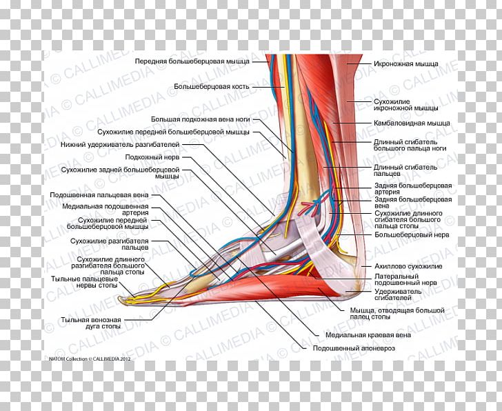 Tibialis Anterior Muscle Foot Nerve Tendon PNG, Clipart, 360 Degrees, Anatomy, Angle, Arm, Blood Vessel Free PNG Download