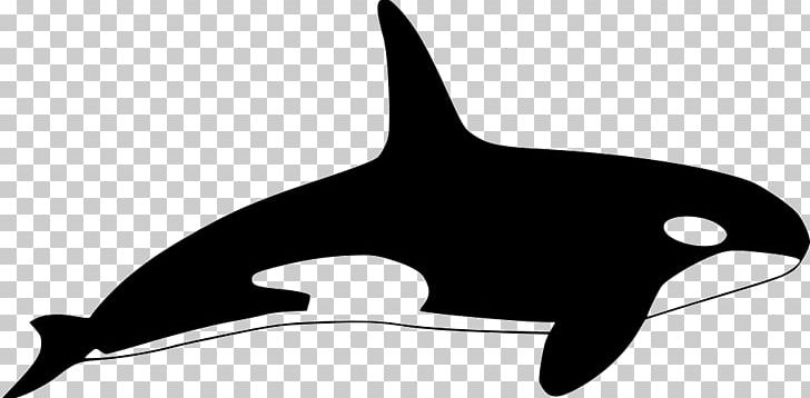 Killer Whale Computer Icons Dolphin PNG, Clipart, Animal, Animals, Baleen, Beak, Black And White Free PNG Download