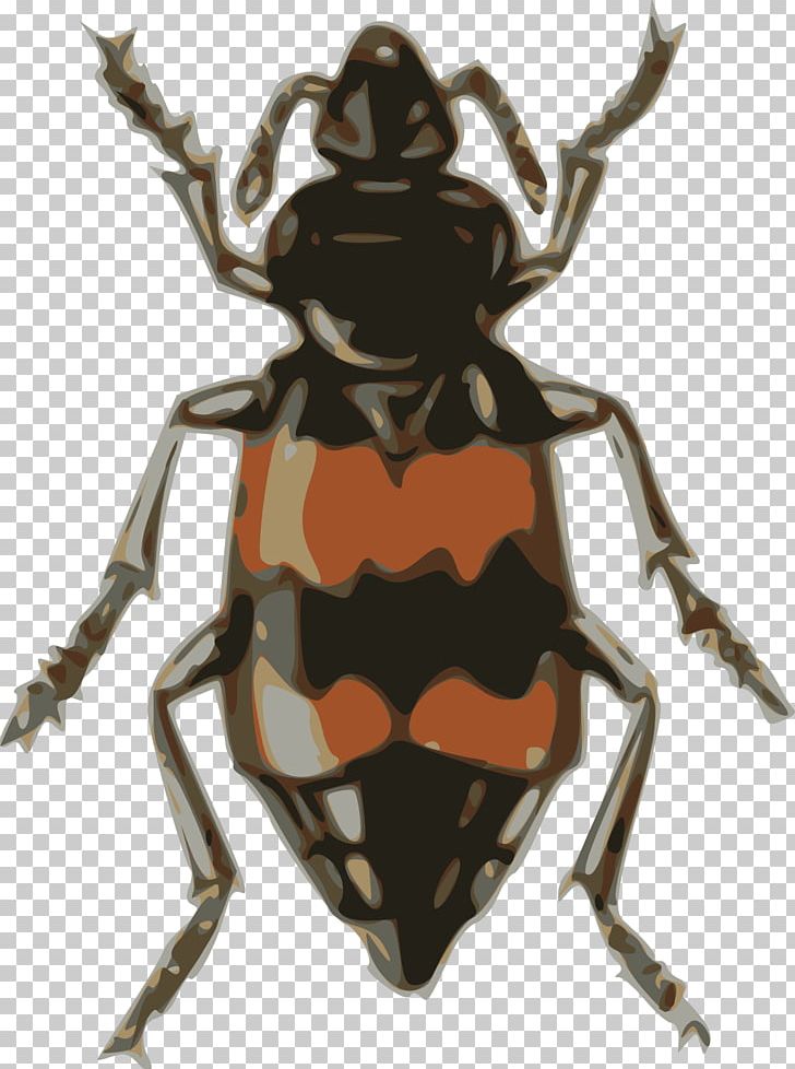 Volkswagen Beetle Darkling Beetle Burying Beetle Dung Beetle PNG, Clipart, Arthropod, Beetle, Bugs, Burying Beetle, Darkling Beetle Free PNG Download