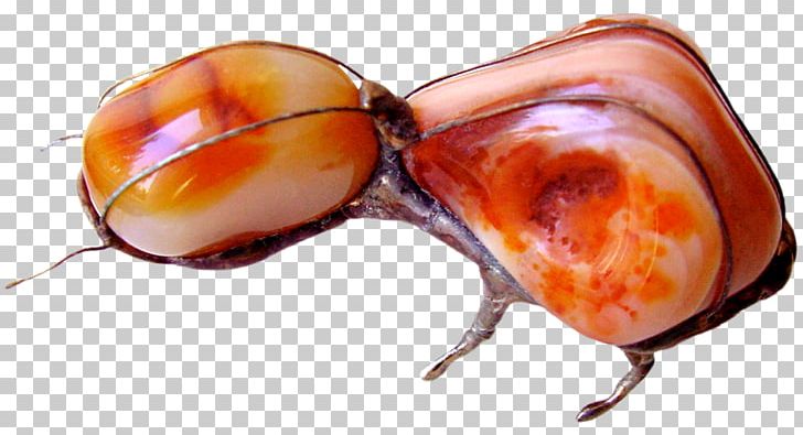 Beetle Pest Insect PNG, Clipart, Animals, Beetle, Insect, Invertebrate, Membrane Winged Insect Free PNG Download