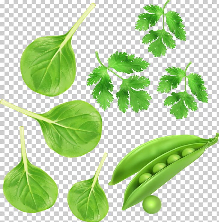 Spinach Green PNG, Clipart, Branch, Coriander, Download, Food, Green Free PNG Download