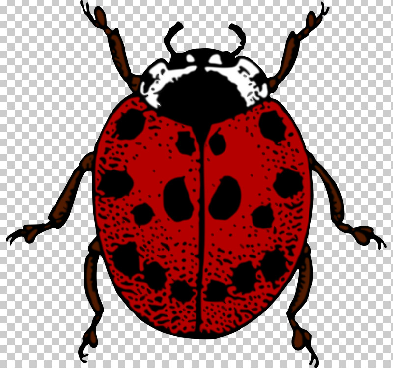 Ladybug PNG, Clipart, Beetle, Insect, Jewel Bugs, Ladybug, Leaf Beetle Free PNG Download