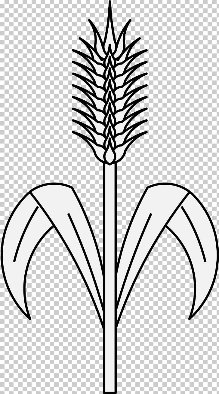 Figure healthy wheat organ plant nutricious Vector Image