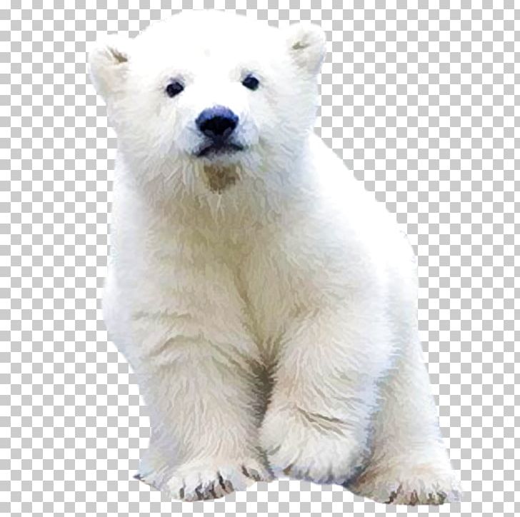 Polar Bear PNG, Clipart, Animals, Bea, Carnivoran, Cute Animal, Cuteness Free PNG Download