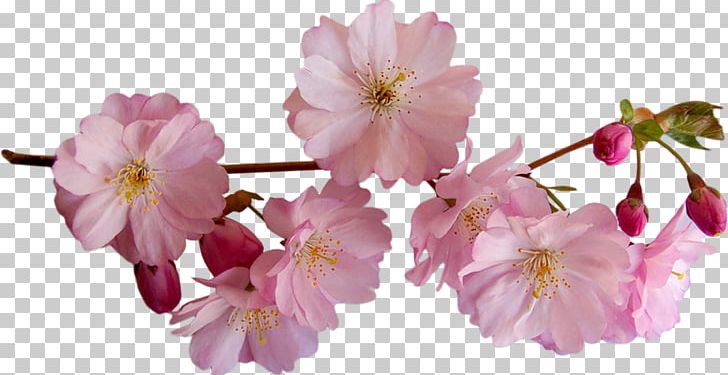 Flower PNG, Clipart, Blossom, Branch, Cerasus, Cherry Blossom, Comparazione Di File Grafici Free PNG Download