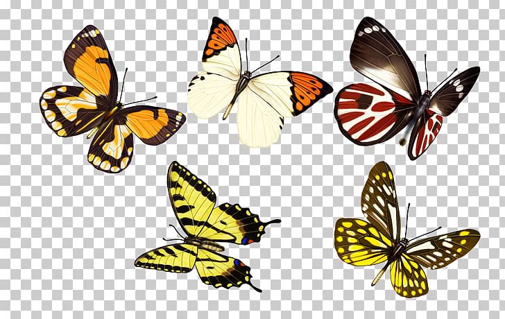 Monarch Butterfly PNG, Clipart, Animal, Animation, Arthropod, Blue Butterfly, Brush Footed Butterfly Free PNG Download