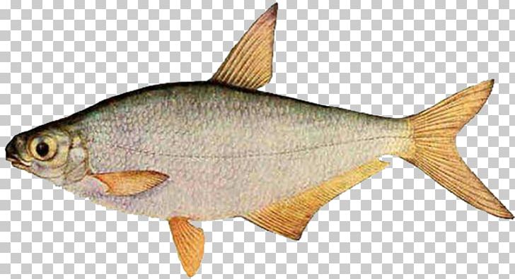 White-eye Bream Common Bream Fish Khopyor River Aral Sea PNG, Clipart, Angling, Animal Figure, Animals, Ballerus, Blicca Bjoerkna Free PNG Download