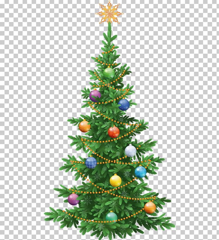 Abies Alba Abies Koreana Spruce Tree Green PNG, Clipart, Ball, Christmas, Christmas Decoration, Christmas Frame, Christmas Lights Free PNG Download