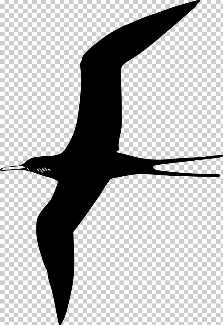 Bird Fregatidae Gulls PNG, Clipart, Animals, Beak, Bird, Bird Flight, Black And White Free PNG Download
