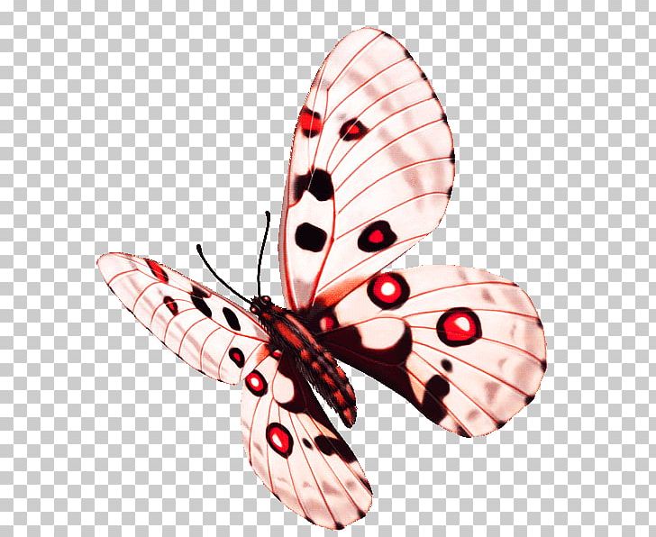 Butterfly Flower PNG, Clipart, Arthropod, Color, Colorful Background, Colorful Butterfly, Coloring Free PNG Download