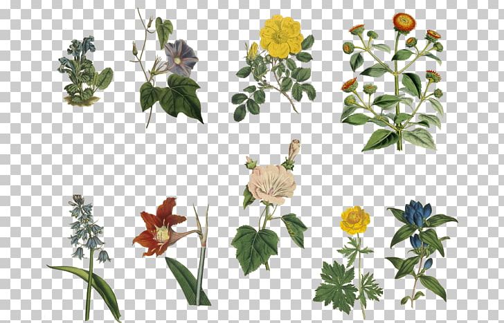 Flower Floral Design Plant Stem PNG, Clipart, Antique, Beak, Bird, Botany, Branch Free PNG Download