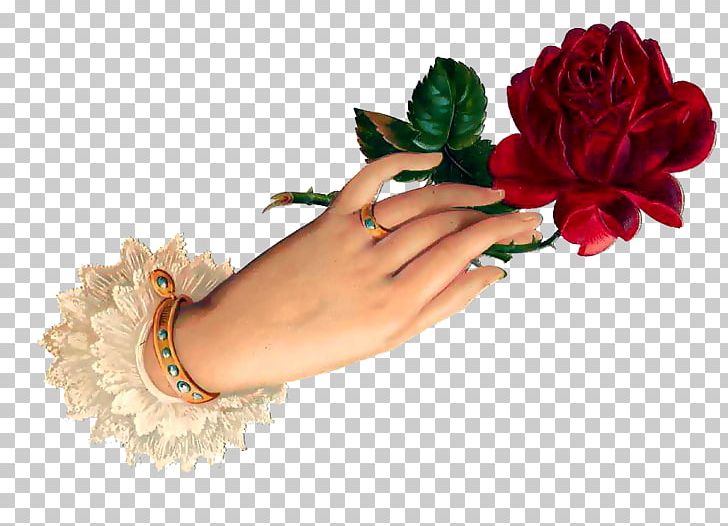 Garden Roses Flower Gift PNG, Clipart, Color, Cut Flowers, English Roses, Finger, Floral Design Free PNG Download