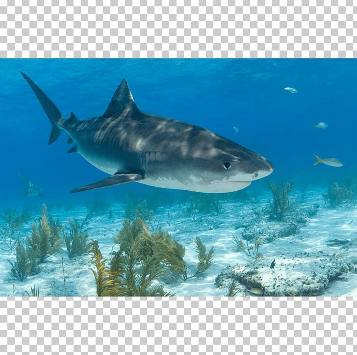 Tiger Shark Great White Shark Lamnidae Requiem Sharks PNG, Clipart, Animals, Biology, Carcharhiniformes, Cartilaginous Fish, Ecosystem Free PNG Download
