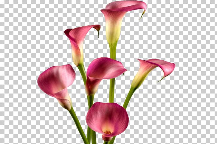 Arum-lily Lilium Callalily Flower Arum Lilies PNG, Clipart, Artificial Flower, Arum, Arum Lilies, Arumlily, Arum Lily Free PNG Download