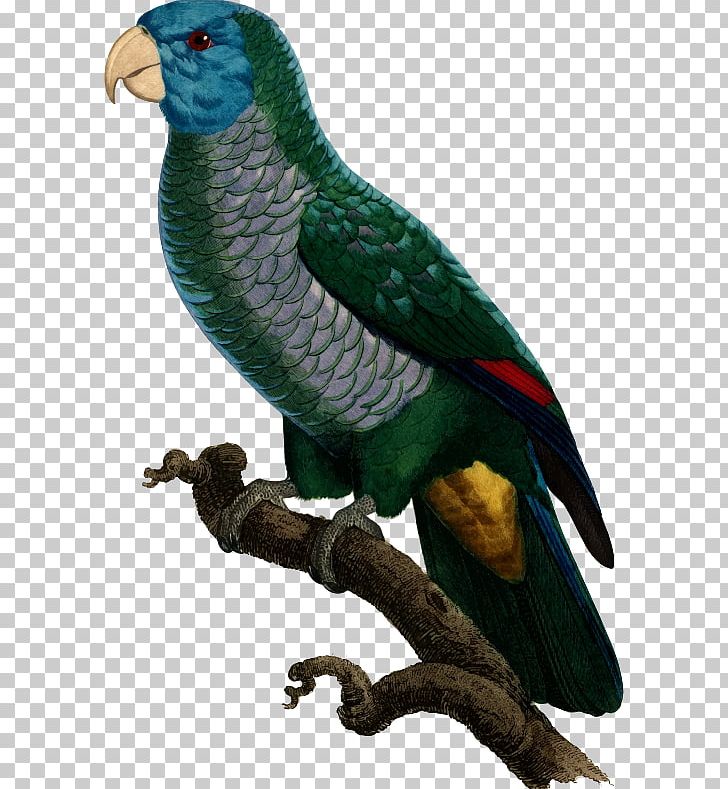 Budgerigar Blue-winged Parrotlet Macaw Bird PNG, Clipart, Animal Clipart, Animals, Beak, Bird, Blue Free PNG Download