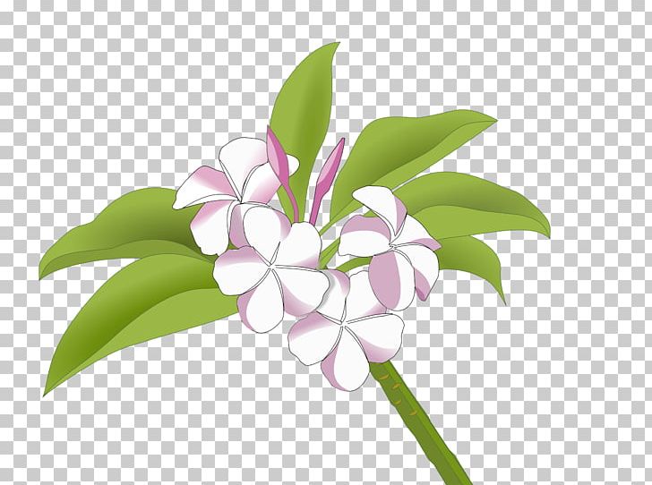 Cut Flowers Frangipani Drawing PNG, Clipart, Animation, Clip Art, Cut Flowers, Drawing, Flora Free PNG Download