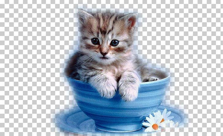 Kitten Persian Cat Cuteness Cup Black Cat PNG, Clipart, American Shorthair, Animal, Animals, Aspect Ratio, Buongiorno Free PNG Download