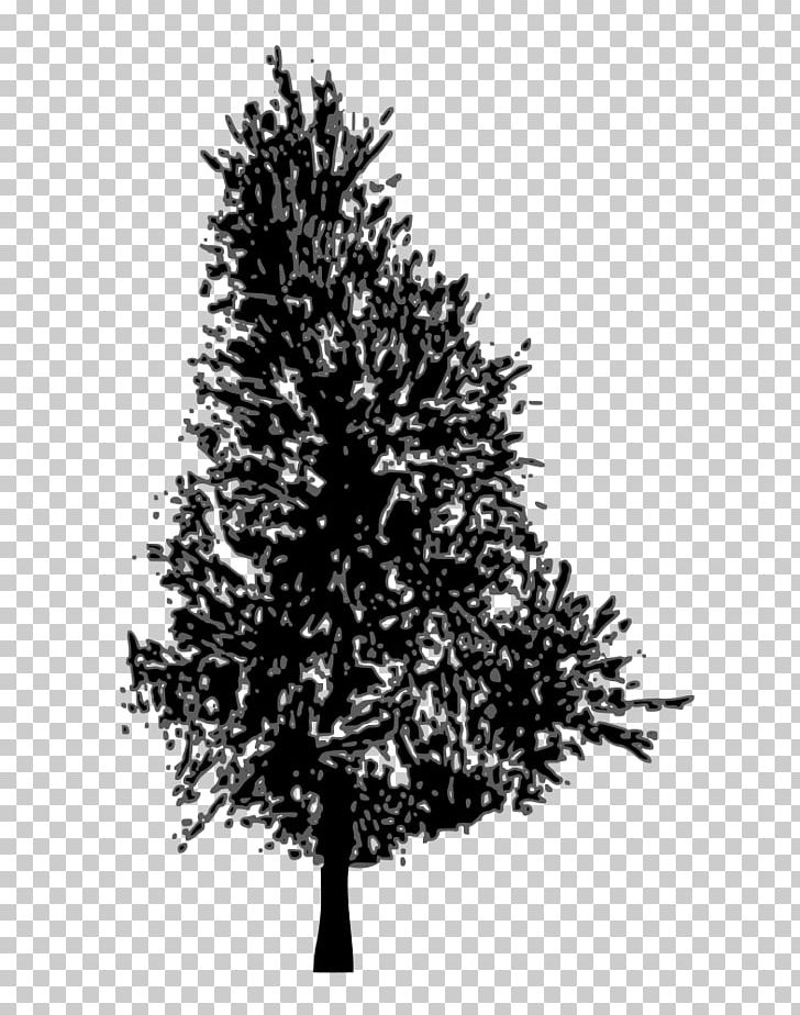 Pine Fir Spruce Tree PNG, Clipart, Black And White, Branch, Christmas Decoration, Christmas Ornament, Christmas Tree Free PNG Download