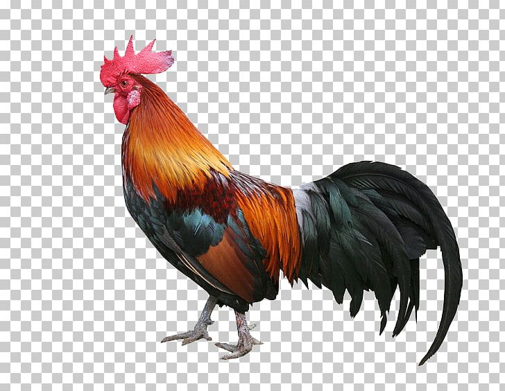 Welsummer Keema Chicken Meat Rooster Poultry Farming PNG, Clipart, Aavakaaya, Beak, Bird, Chicken, Chicken Meat Free PNG Download