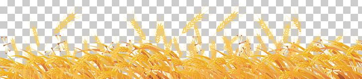Common Wheat Material Grass PNG, Clipart, Cereal, Cereal Germ, Commodity, Computer Wallpaper, Creative Ads Free PNG Download