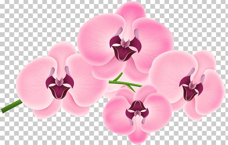 Moth Orchids Pink M Teller PNG, Clipart, Flower, Flowering Plant, Lilac, Magenta, Moth Orchid Free PNG Download