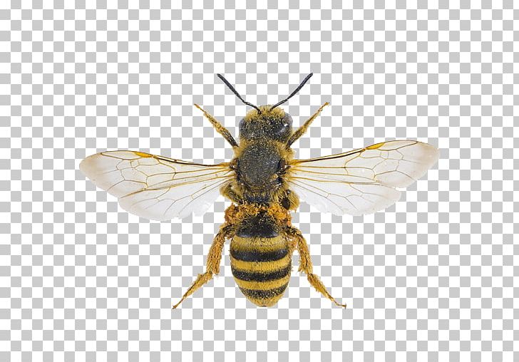 Sweat Bees Characteristics Of Common Wasps And Bees Hymenopterans Nest PNG, Clipart, Alkali Bee, Animals, Apoidea, Arthropod, Bee Free PNG Download
