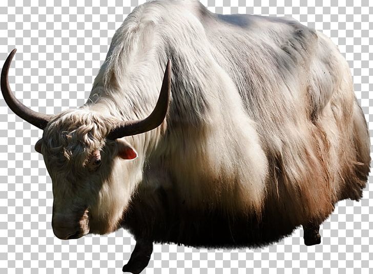 Zebu Stock Photography Domestic Yak PNG, Clipart, Animals, Banco De Imagens, Bull, Can Stock Photo, Cattle Free PNG Download