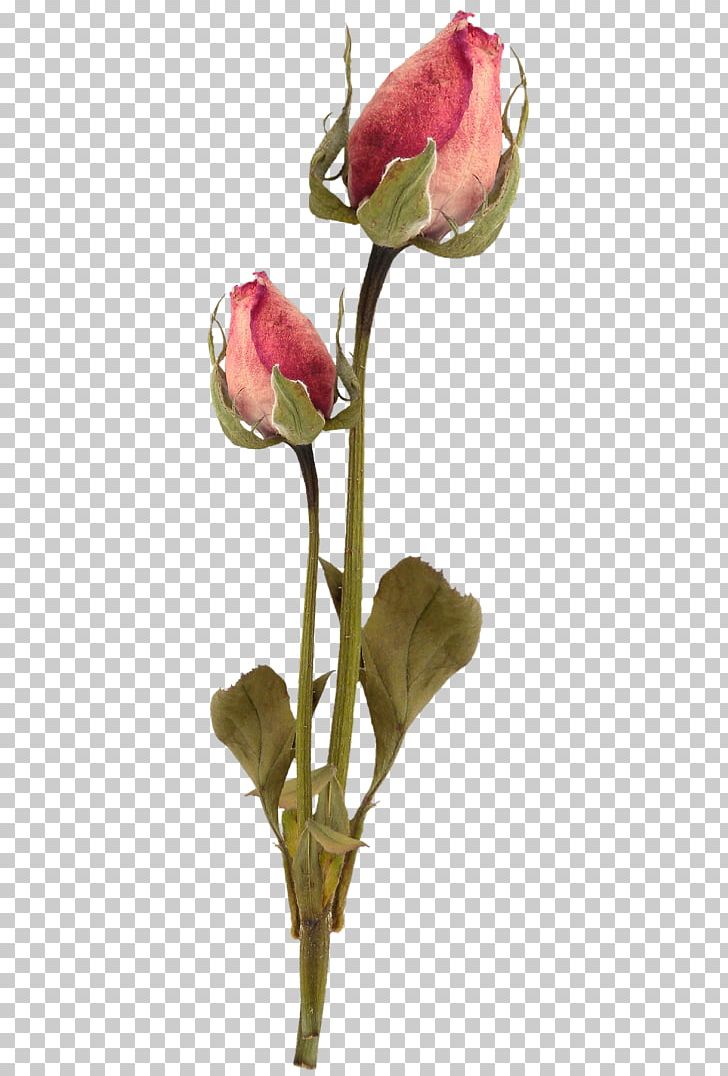 Garden Roses Cut Flowers PNG, Clipart, Avatan Plus, Bellflowers, Blume, Bud, Cut Flowers Free PNG Download