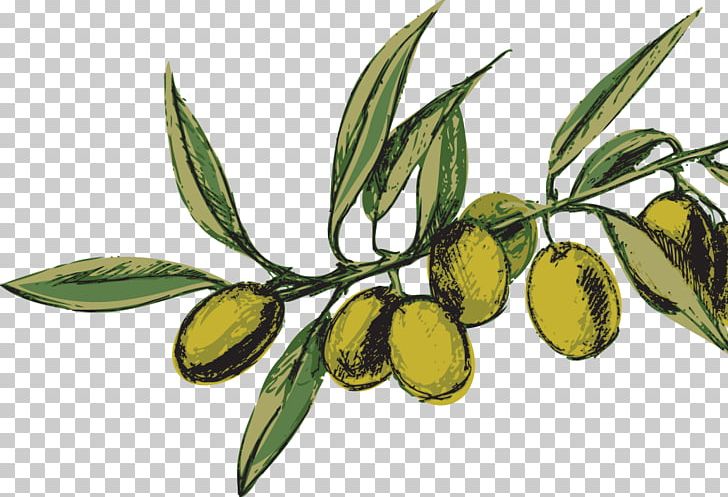 Olive Oil Nocellara Del Belice Oliveraie PNG, Clipart, Branch, Computer Icons, Cultivar, Depositphotos, Flowering Plant Free PNG Download